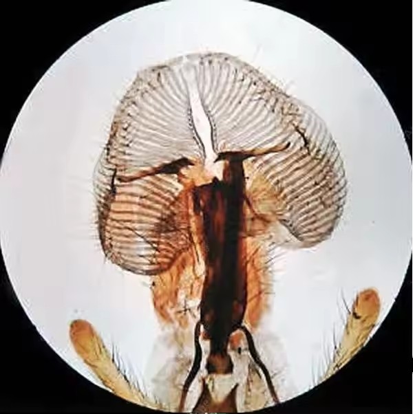 Biological Microscope DG2018T